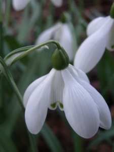 Galanthus Mrs Thompson'